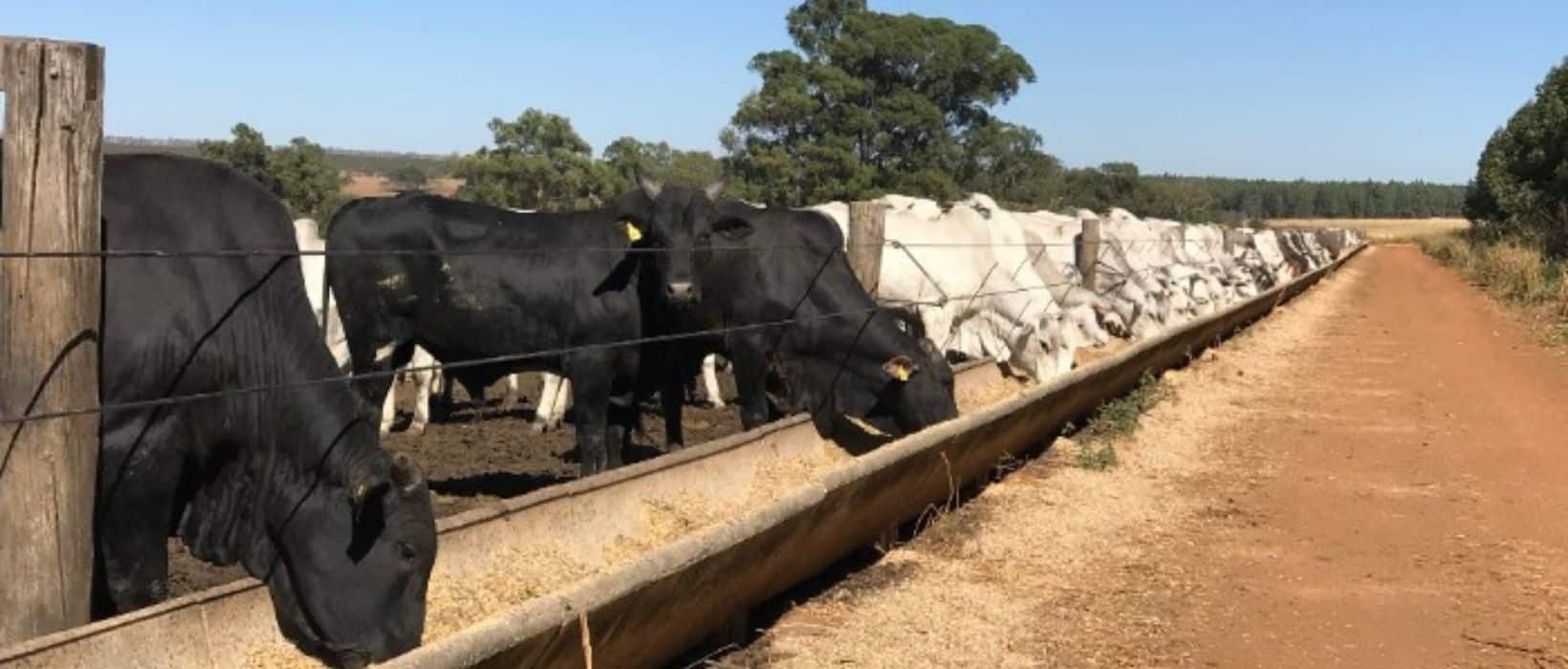Bovinos se alimentando no cocho em uma fazenda, destacando a importância do manejo de cocho para uma dieta eficiente.