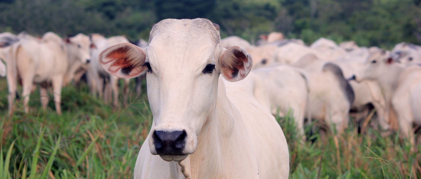 Boi gordo Nelore no pasto, olhando para a câmera, enquanto outros bois seguem ao fundo.