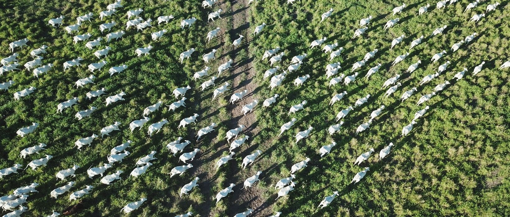 Boi gordo preço: bois Nelore em um amplo campo, vistos de cima, ilustrando a produção e a oferta na pecuária de corte.