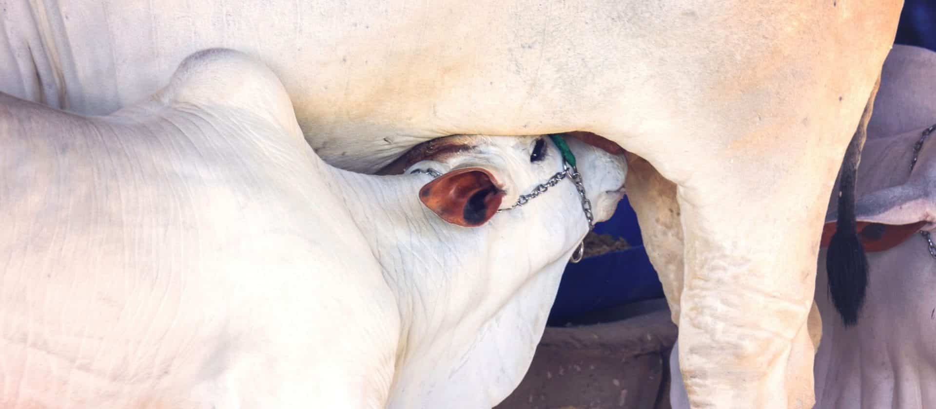 Na foto, um bezerro mamando na vaca Nelore, mostrando a importância dos cuidados com vacas prenhas para um bezerro saudável.