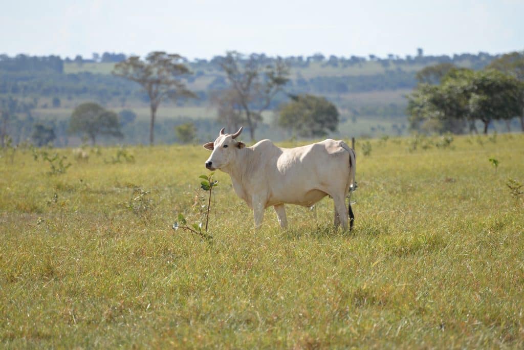 quem comanda o ciclo pecuário é a vaca.