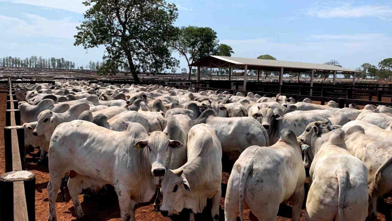 Bois Nelore em terminação, evidenciando a qualidade e robustez da raça.