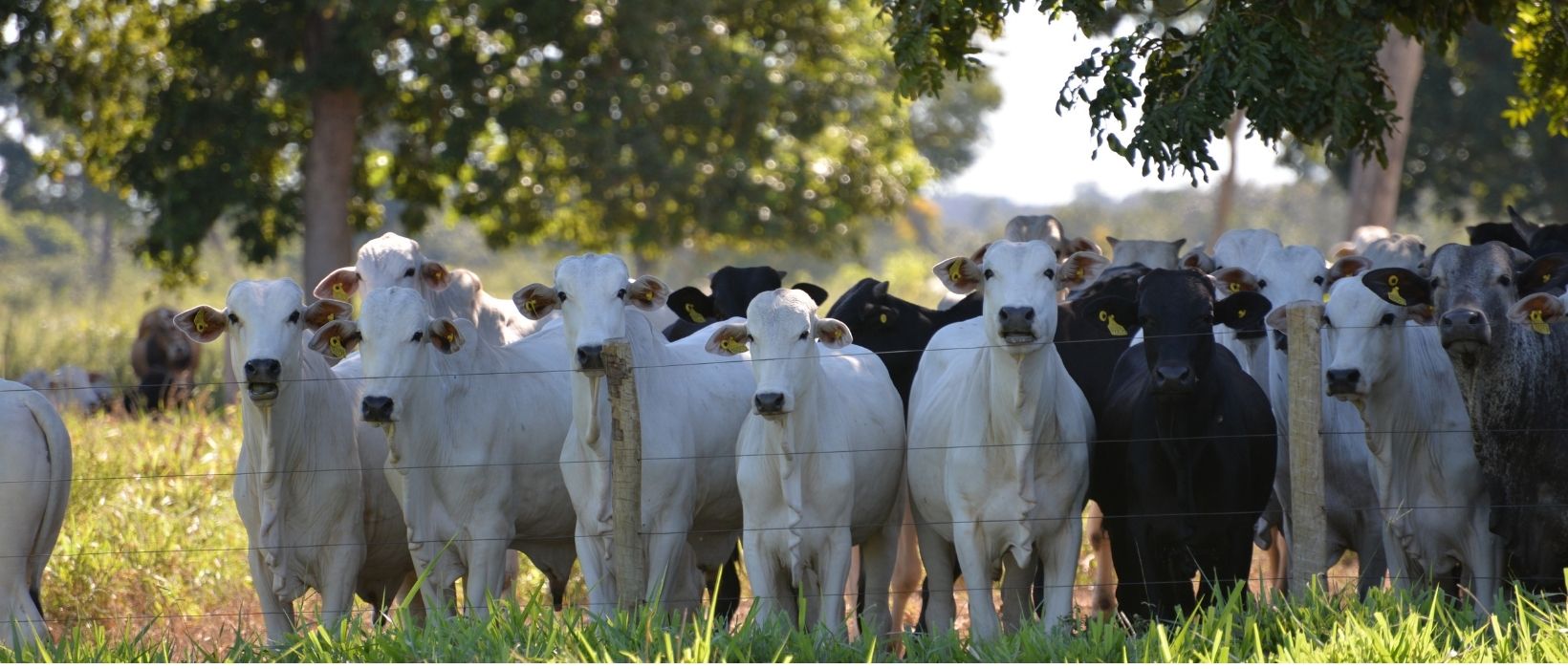 Gestão de Fazendas: Como Aplicar o Ciclo PDCA na Sua Propriedade