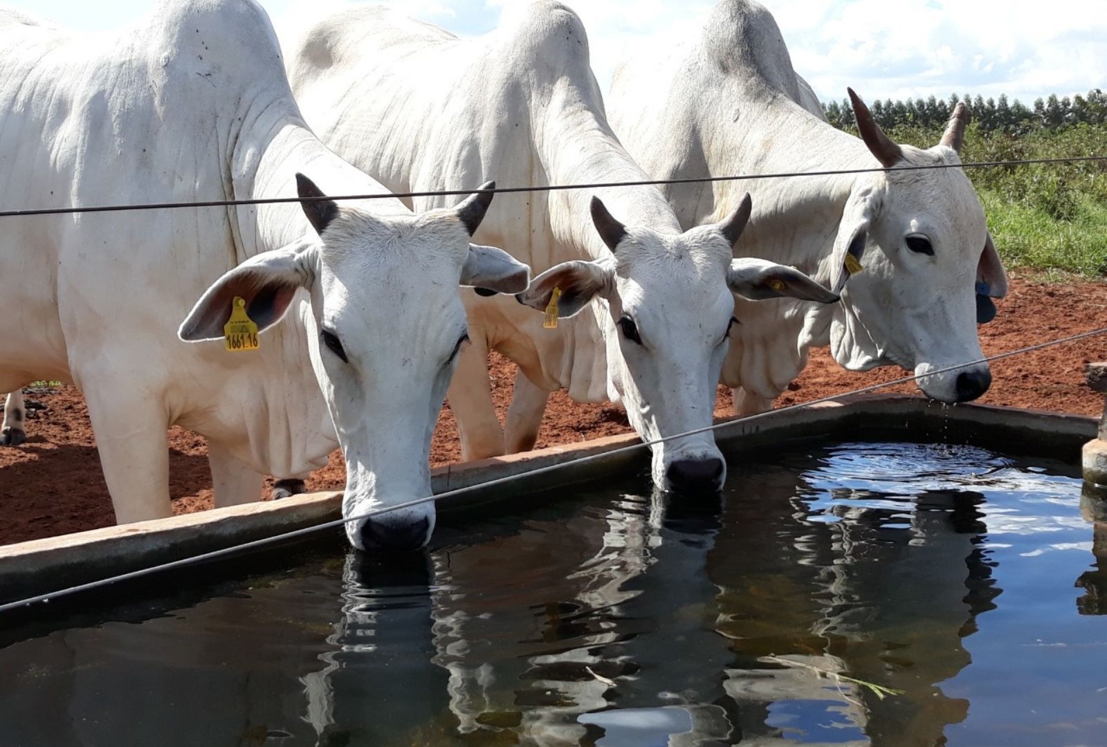 Três vacas da raça Nelore se hidratando em um cocho de água, destacando o cuidado com o bem-estar animal na fazenda.