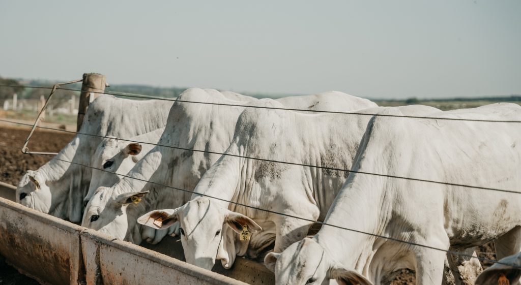 Na imagem, vemos quatro bovinos de coloração branca se alimentando em um cocho. A foto ilustra a matéria sobre peso em carcaça bovina.