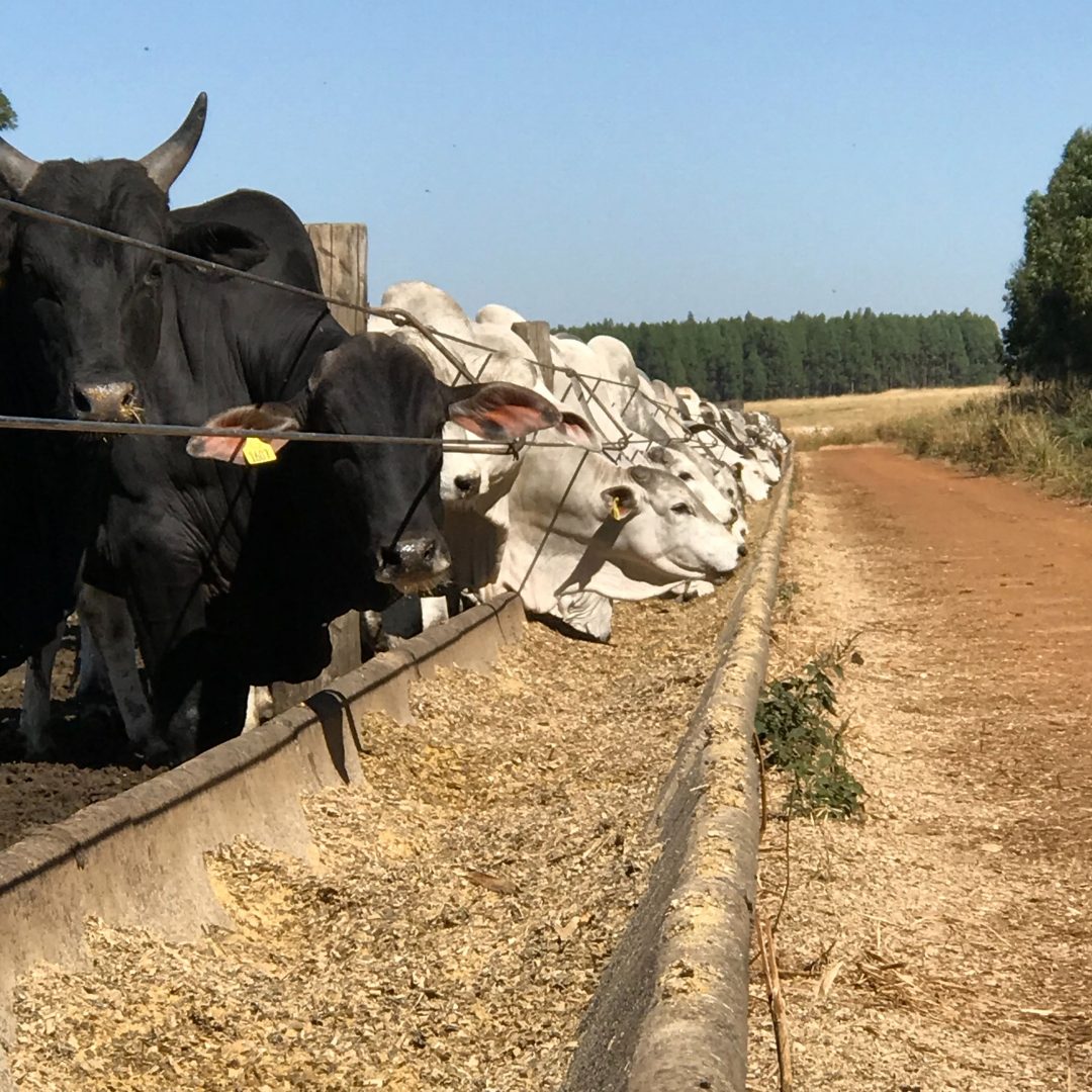gado, confinamento
