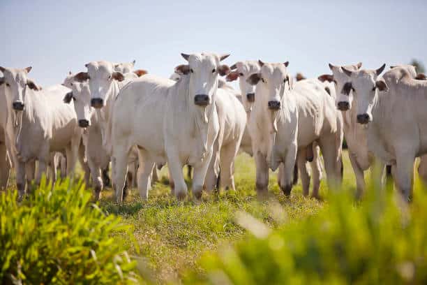 Vários bois nelores no pasto verde olhando para a frente, representando uma típica fazenda de gado de corte.