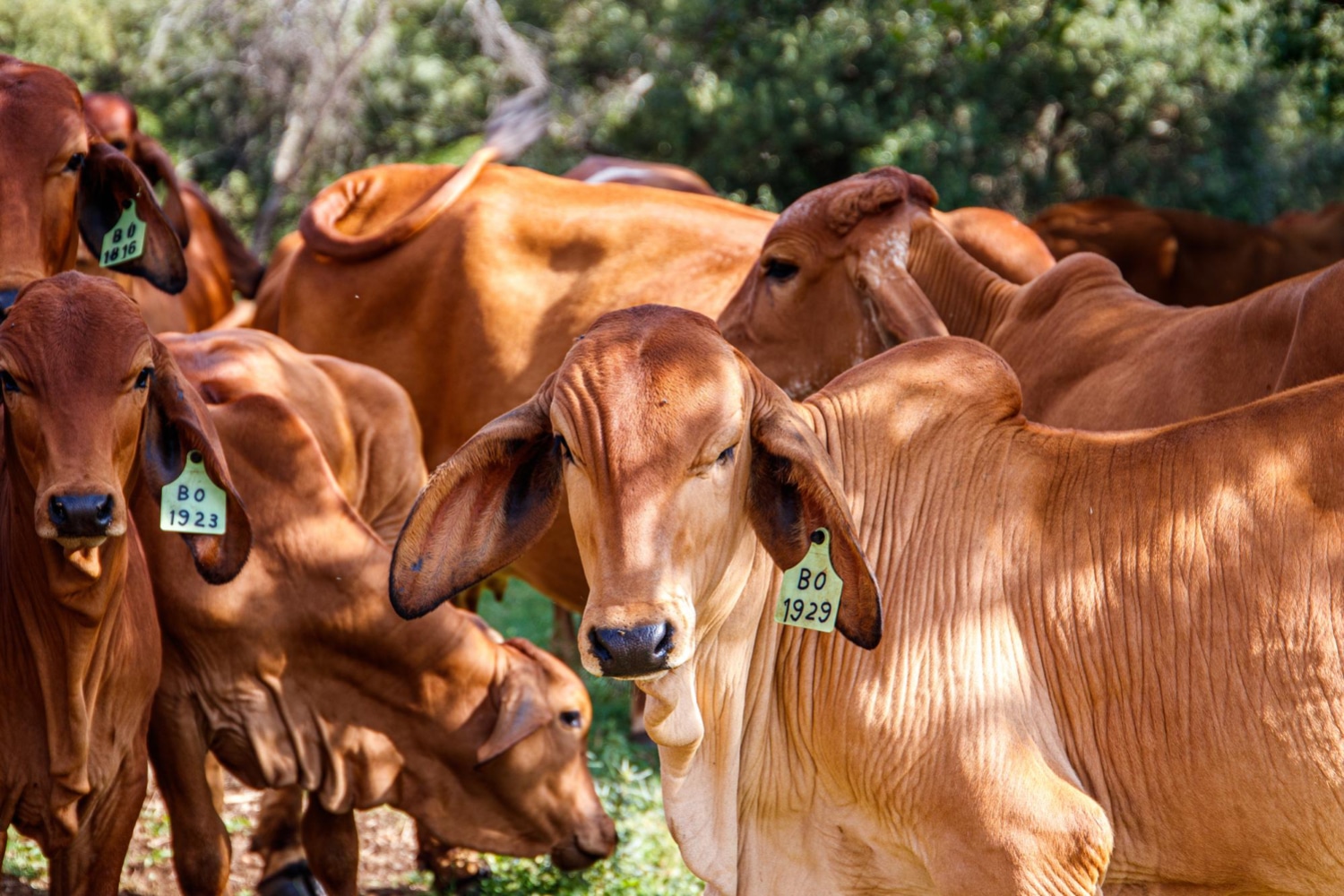 Boi com brinco de identificação em foco, com outros bois ao fundo na fazenda de gado de corte.