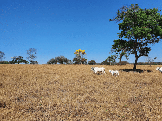 Cuidados nutricionais com o gado no período seca-águas
