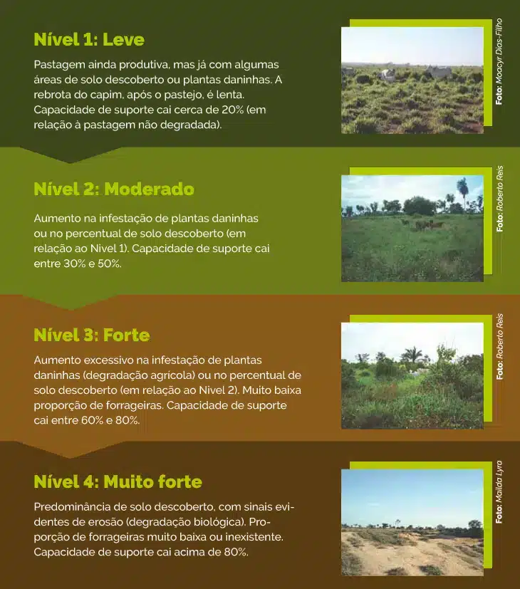 Conheça os níveis de degradação das pastagens.