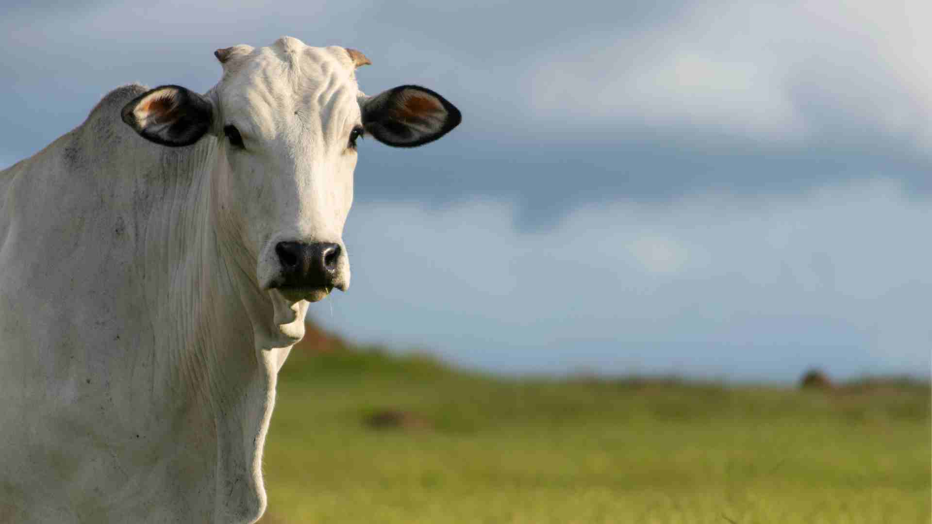 Gado Nelore robusto, olhando intensamente para a câmera em plena estação de monta. E ao fundo, um lindo pasto de fazenda com grama verde e céu azul e limpo