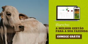 Gado de corte Nelore na fazenda olhando para a tela do iRancho: sistema de gestão de fazenda