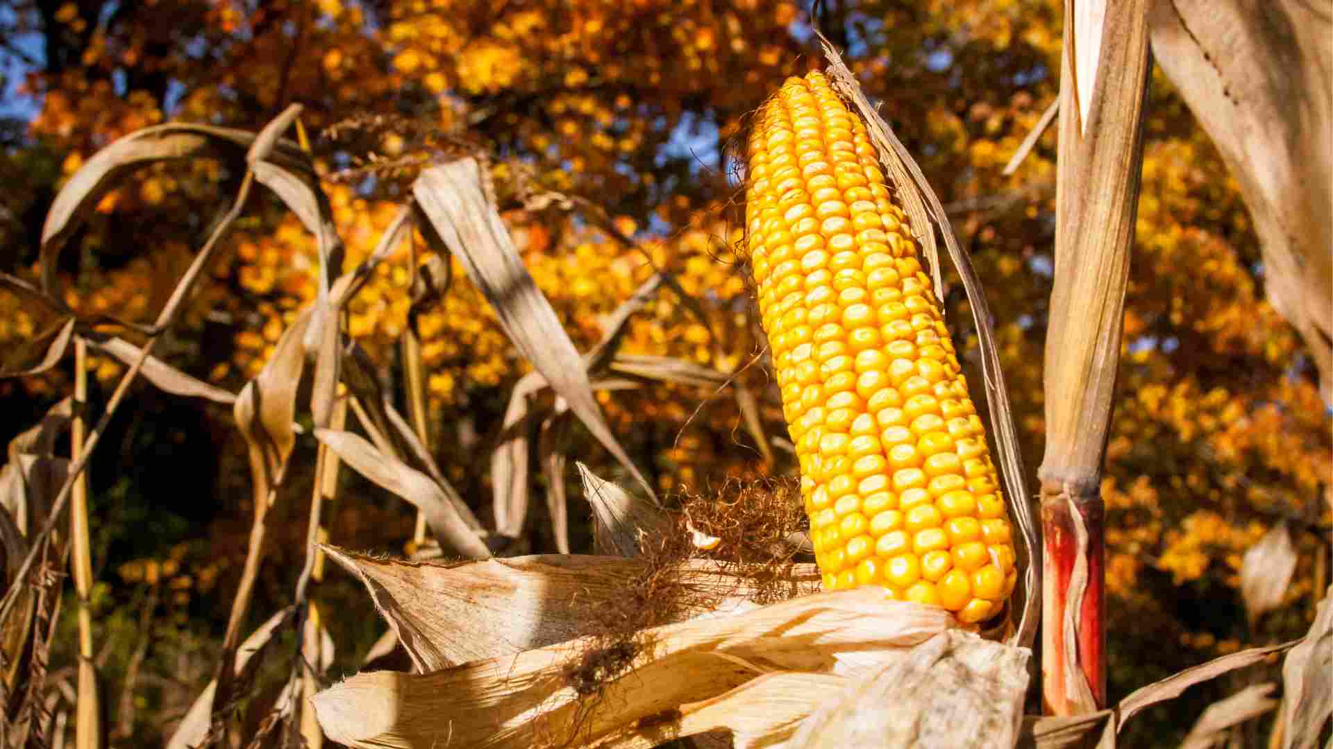 Milho para gado na fazenda