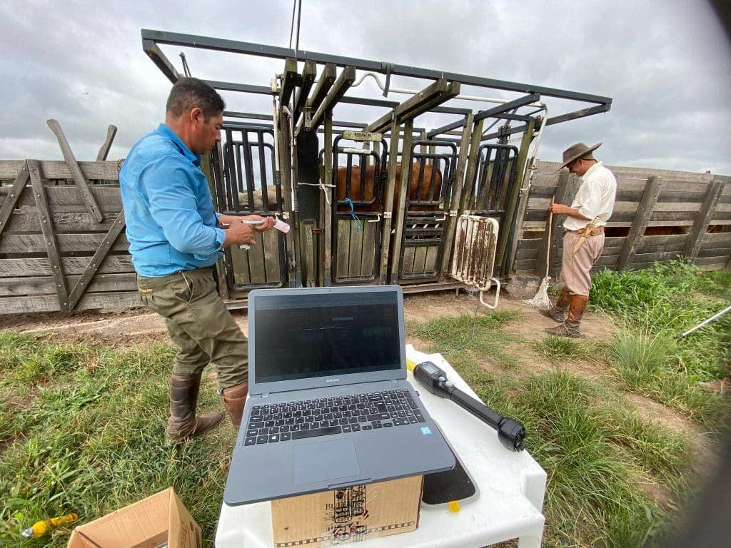 Na imagem, em primeiro plano, no curral da fazenda Wolf, aparece um notebook sobre uma mesa com o sistema iRancho, pra gestão de fazendas, aberto na tela. Nesta mesma mesa, também está um celular e um bastão. Ao fundo, dois homens estão na lida, em movimento, trabalhando no manejo dos animais que estão confinados.