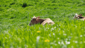 Vaca em meio à grama no curral
