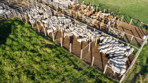Um boitel visto de cima
