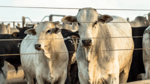 Bois da raça Nelore em um boitel, em um ambiente com bebedouros e cochos.