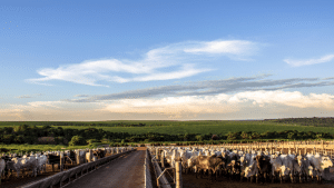 Céu azul com nuvens, pasto verde e um boitel ao fundo