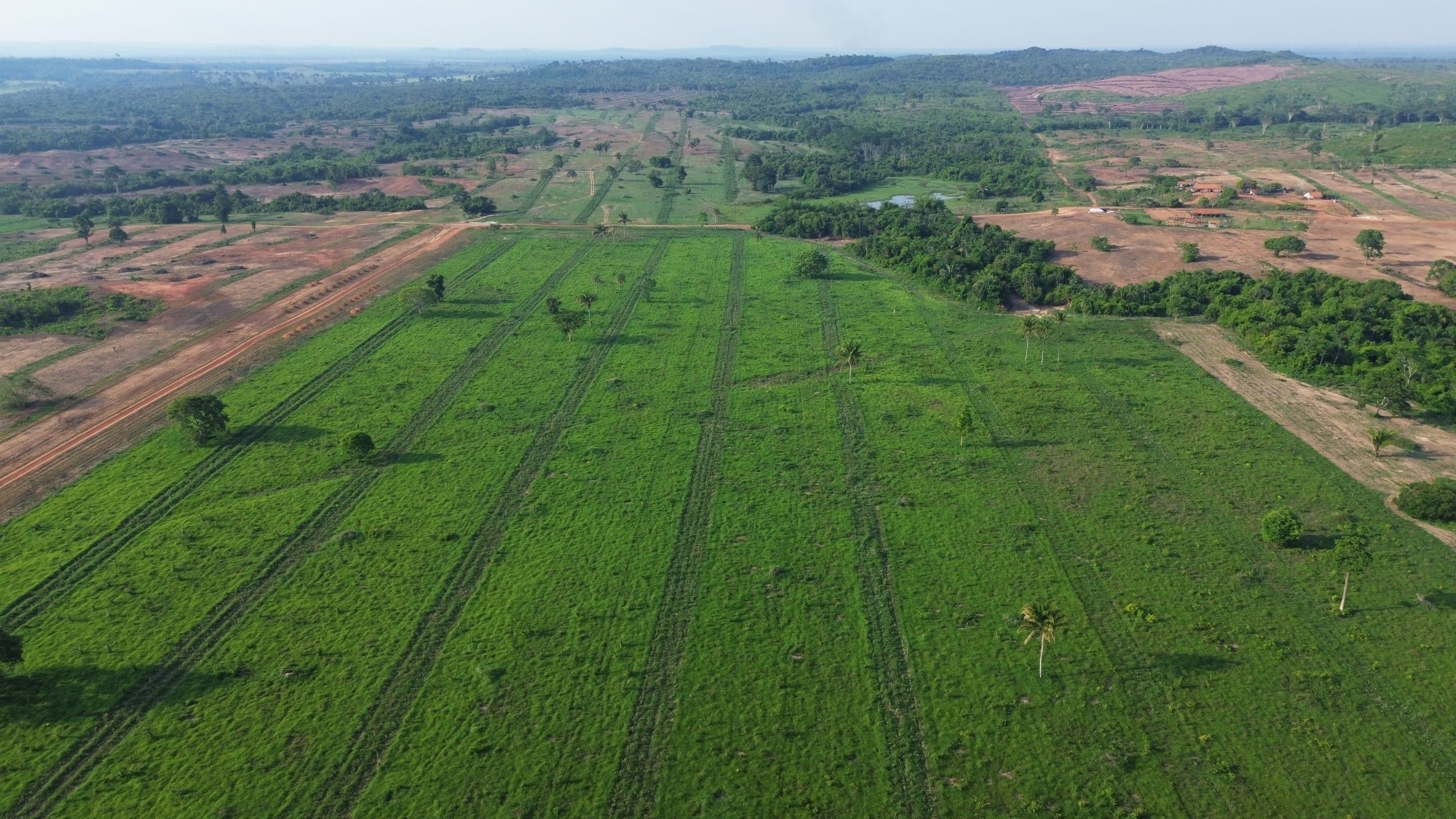 Pecuária Baixo Carbono
